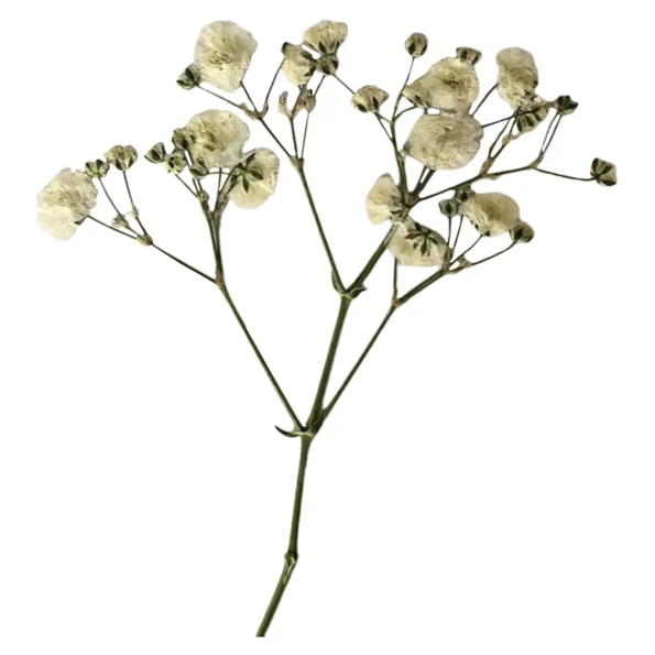 kf-S95700cf75e7440ebb58f1842ac879eccp-Fleurs-de-gypsophile-s-ch-es-en-vrac-bouquets-de-fleurs-artificielles-faites-la-main-d