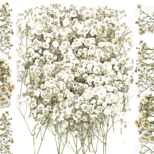 kf-Sdd20fe492a9a4742bd8f2584fd23743fz-Fleurs-de-gypsophile-s-ch-es-en-vrac-bouquets-de-fleurs-artificielles-faites-la-main-d