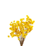 Fleurs de chrysanthème séchées