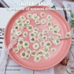 Petite marguerite pressée séchée
