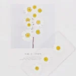 Marguerite blanche pressée séchée