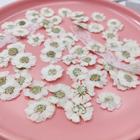 Petite marguerite pressée séchée