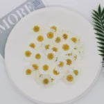 Marguerite blanche pressée séchée