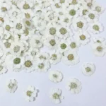 Petite marguerite pressée séchée