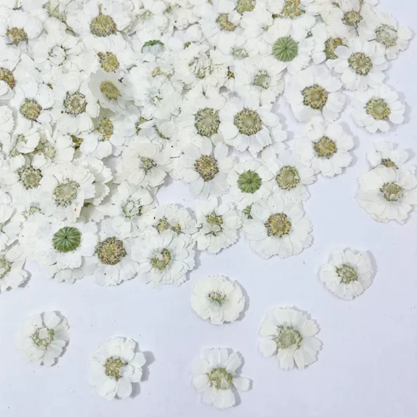Petite marguerite pressée séchée