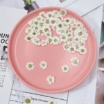 Petite marguerite pressée séchée