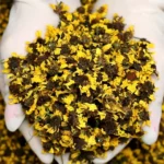 Chrysanthème des neiges séché