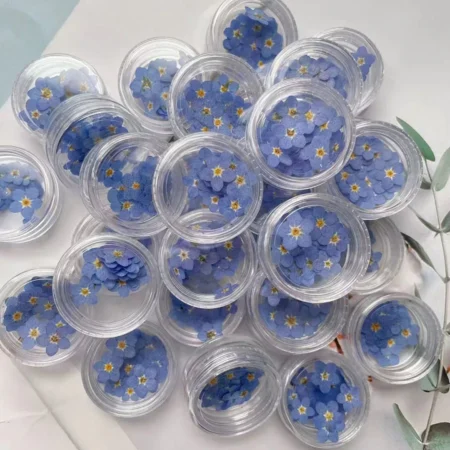 Myosotis pressé séché