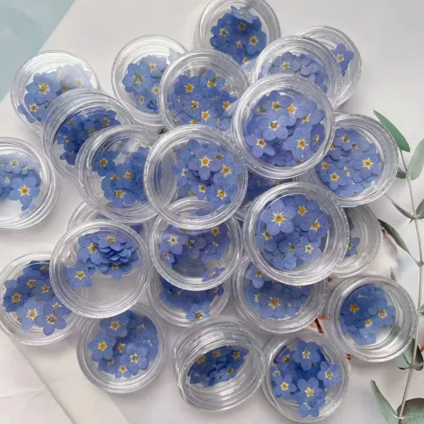 Myosotis pressé séché