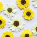 kf-Sc81a50ad2b7f4614992ccb070f531f37w