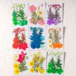 Fleurs pressées naturelles scrapbooking