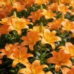 Fleur de lys séchée en vrac