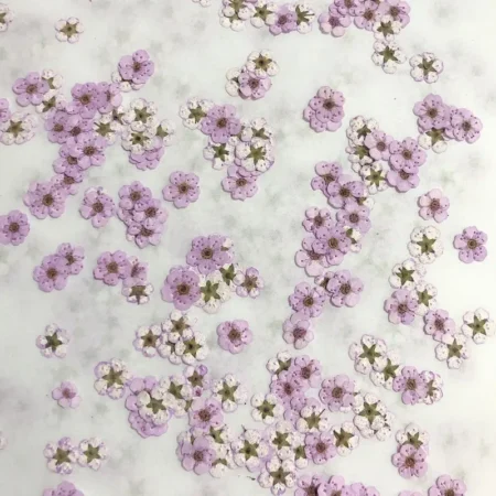 Mini narcisse pressé fleur séchée