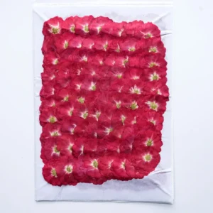 Rose chinoise pressée séchée