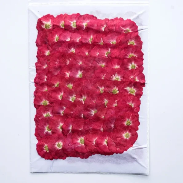 Rose chinoise pressée séchée