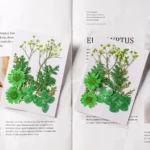 Fleurs pressées naturelles scrapbooking