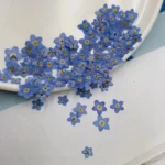 Myosotis pressé séché