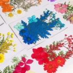 Fleurs pressées naturelles scrapbooking