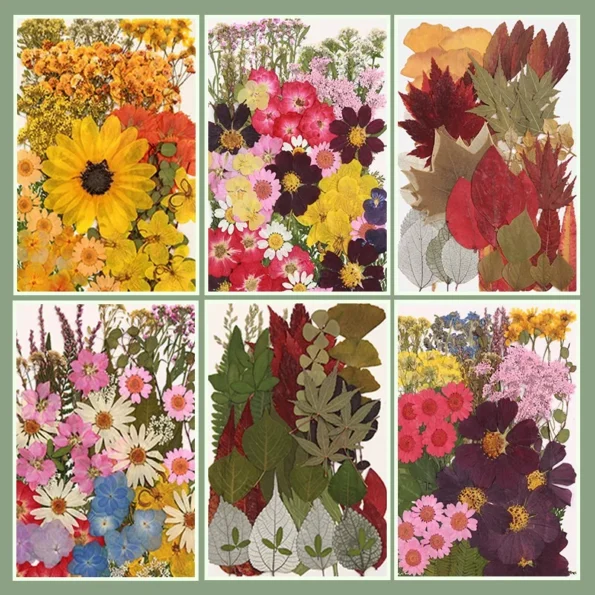 Lot de fleurs séchées pressées naturelles – Loisirs créatifs DIY